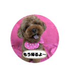 M家のわんにゃんスタンプ（個別スタンプ：16）