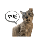 4歳になったぎんたろす（個別スタンプ：4）