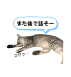4歳になったぎんたろす（個別スタンプ：11）