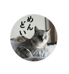 4歳になったぎんたろす（個別スタンプ：12）