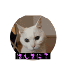 スレた猫のスタンプ（個別スタンプ：2）