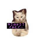 スレた猫のスタンプ（個別スタンプ：3）