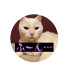 スレた猫のスタンプ（個別スタンプ：5）