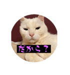 スレた猫のスタンプ（個別スタンプ：6）