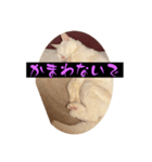 スレた猫のスタンプ（個別スタンプ：7）