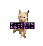 スレた猫のスタンプ（個別スタンプ：8）