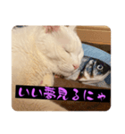 スレた猫のスタンプ（個別スタンプ：10）