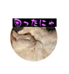 スレた猫のスタンプ（個別スタンプ：11）