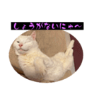 スレた猫のスタンプ（個別スタンプ：12）