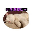 スレた猫のスタンプ（個別スタンプ：13）