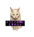 スレた猫のスタンプ（個別スタンプ：15）