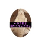 スレた猫のスタンプ（個別スタンプ：16）
