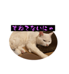 スレた猫のスタンプ（個別スタンプ：17）