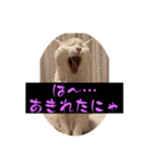 スレた猫のスタンプ（個別スタンプ：19）