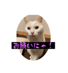 スレた猫のスタンプ（個別スタンプ：20）