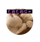 スレた猫のスタンプ（個別スタンプ：21）