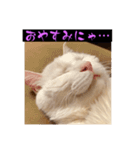 スレた猫のスタンプ（個別スタンプ：22）