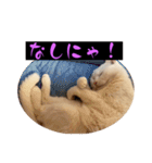 スレた猫のスタンプ（個別スタンプ：23）