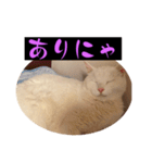 スレた猫のスタンプ（個別スタンプ：24）