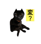 黒猫じゅんじ3（個別スタンプ：3）