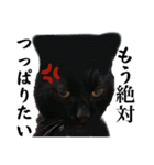 黒猫じゅんじ3（個別スタンプ：4）