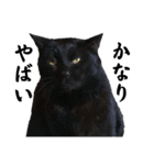 黒猫じゅんじ3（個別スタンプ：7）