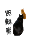 黒猫じゅんじ3（個別スタンプ：8）