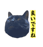 黒猫じゅんじ3（個別スタンプ：11）