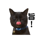 黒猫じゅんじ3（個別スタンプ：12）