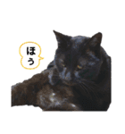 黒猫じゅんじ3（個別スタンプ：14）