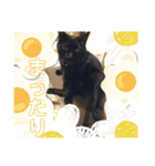 黒猫じゅんじ3（個別スタンプ：15）