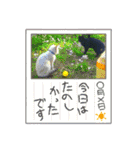 黒猫じゅんじ3（個別スタンプ：26）