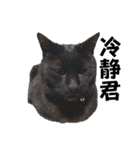 黒猫じゅんじ3（個別スタンプ：30）