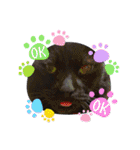 黒猫じゅんじ3（個別スタンプ：34）