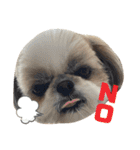 シーズー犬の麦ちゃんと天くんです！③（個別スタンプ：1）