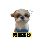シーズー犬の麦ちゃんと天くんです！③（個別スタンプ：2）