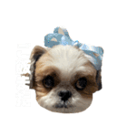シーズー犬の麦ちゃんと天くんです！③（個別スタンプ：3）