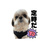 シーズー犬の麦ちゃんと天くんです！③（個別スタンプ：5）