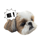 シーズー犬の麦ちゃんと天くんです！③（個別スタンプ：6）