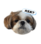シーズー犬の麦ちゃんと天くんです！③（個別スタンプ：7）