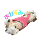 シーズー犬の麦ちゃんと天くんです！③（個別スタンプ：8）