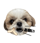 シーズー犬の麦ちゃんと天くんです！③（個別スタンプ：9）