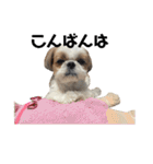 シーズー犬の麦ちゃんと天くんです！③（個別スタンプ：11）