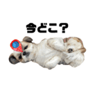 シーズー犬の麦ちゃんと天くんです！③（個別スタンプ：13）