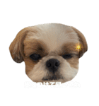 シーズー犬の麦ちゃんと天くんです！③（個別スタンプ：14）