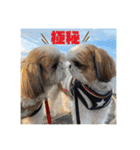 シーズー犬の麦ちゃんと天くんです！③（個別スタンプ：15）