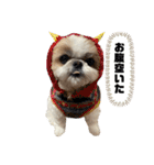 シーズー犬の麦ちゃんと天くんです！③（個別スタンプ：16）