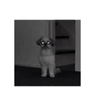 シーズー犬の麦ちゃんと天くんです！③（個別スタンプ：18）