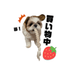 シーズー犬の麦ちゃんと天くんです！③（個別スタンプ：19）