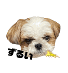 シーズー犬の麦ちゃんと天くんです！③（個別スタンプ：20）
